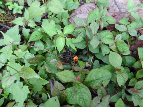 Northern giant hornet
