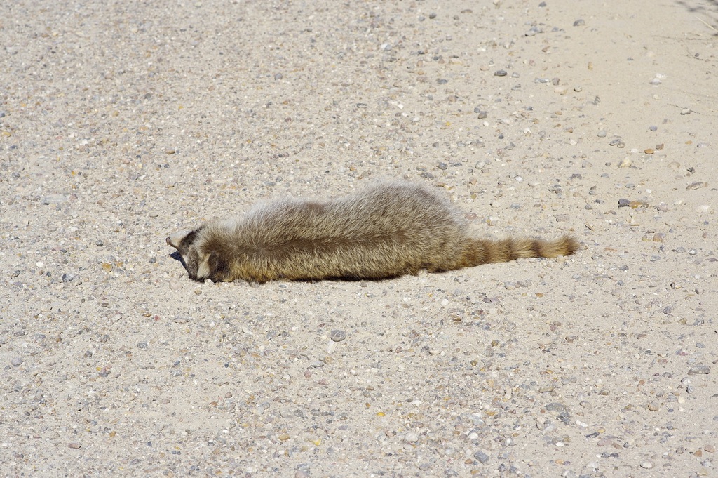Common Raccoon from Starr County, TX, USA on December 18, 2025 at 03:19 ...
