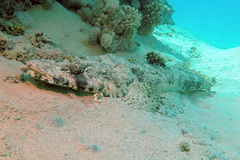 Papilloculiceps longiceps