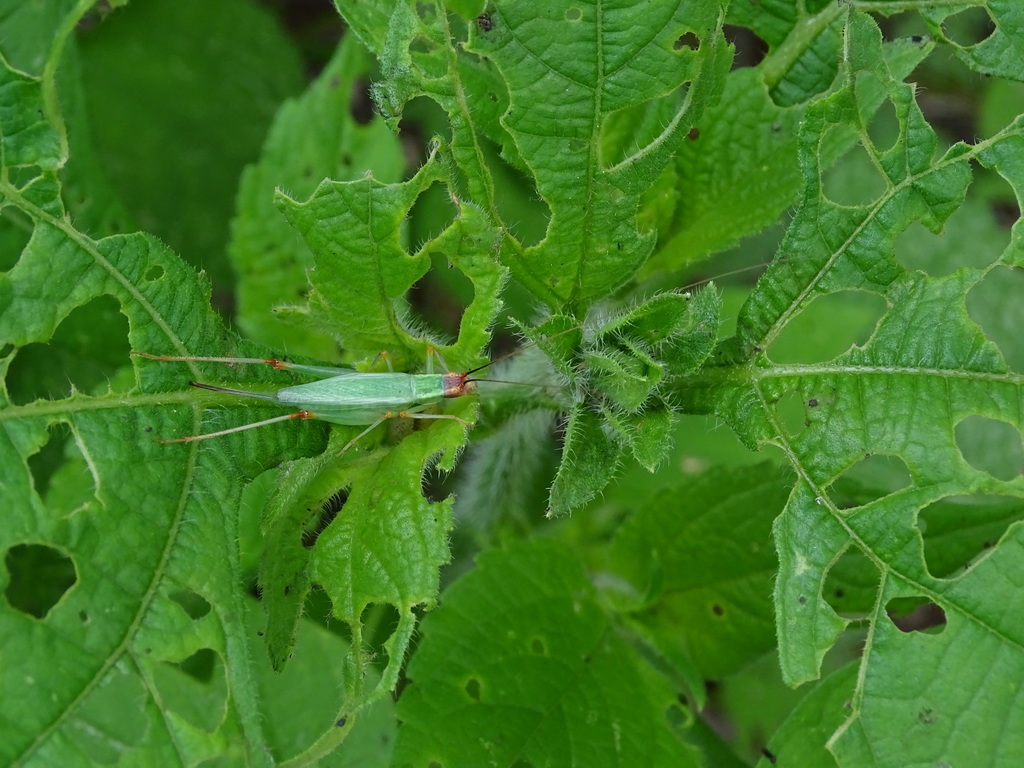 great tree cricket