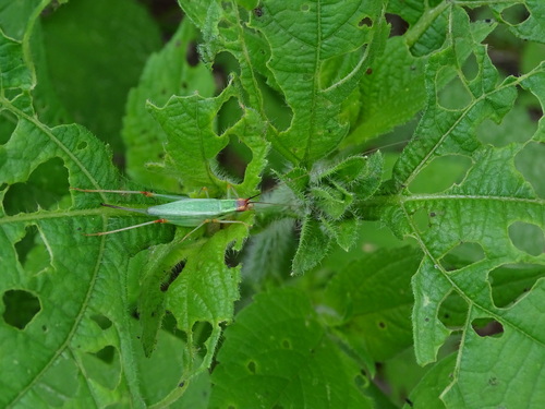 great tree cricket