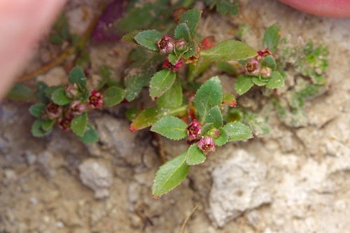 Texas Bergia (Bergia texana)