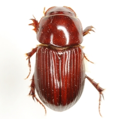 Dellacasiellus kirni