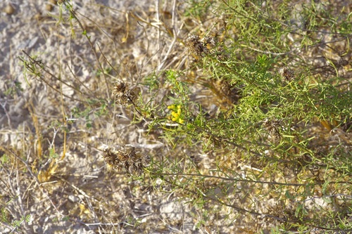 Common Goldenbush (Isocoma coronopifolia)