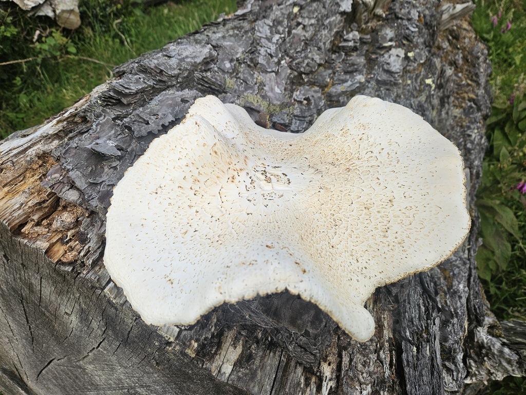 Neolentinus lepideus · December 2025 · photo: © jacog (iNaturalist, cc0)