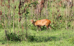 Axis porcinus
