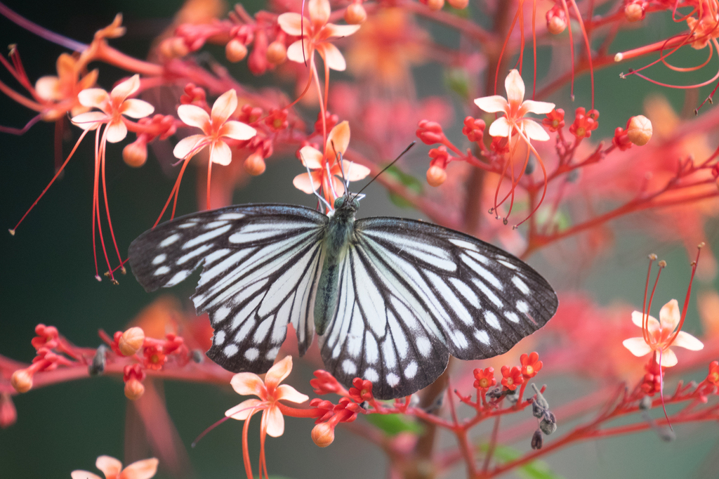 Pareronia nishiyamai