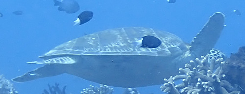 Chelonia mydas
