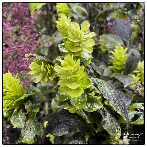 Strobilanthes calycina, 2025-12-17