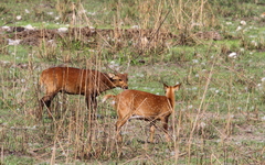 Axis porcinus