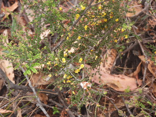 Bossiaea foliosa observed 2025-12-21
