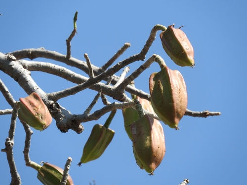 Jacaratia mexicana
