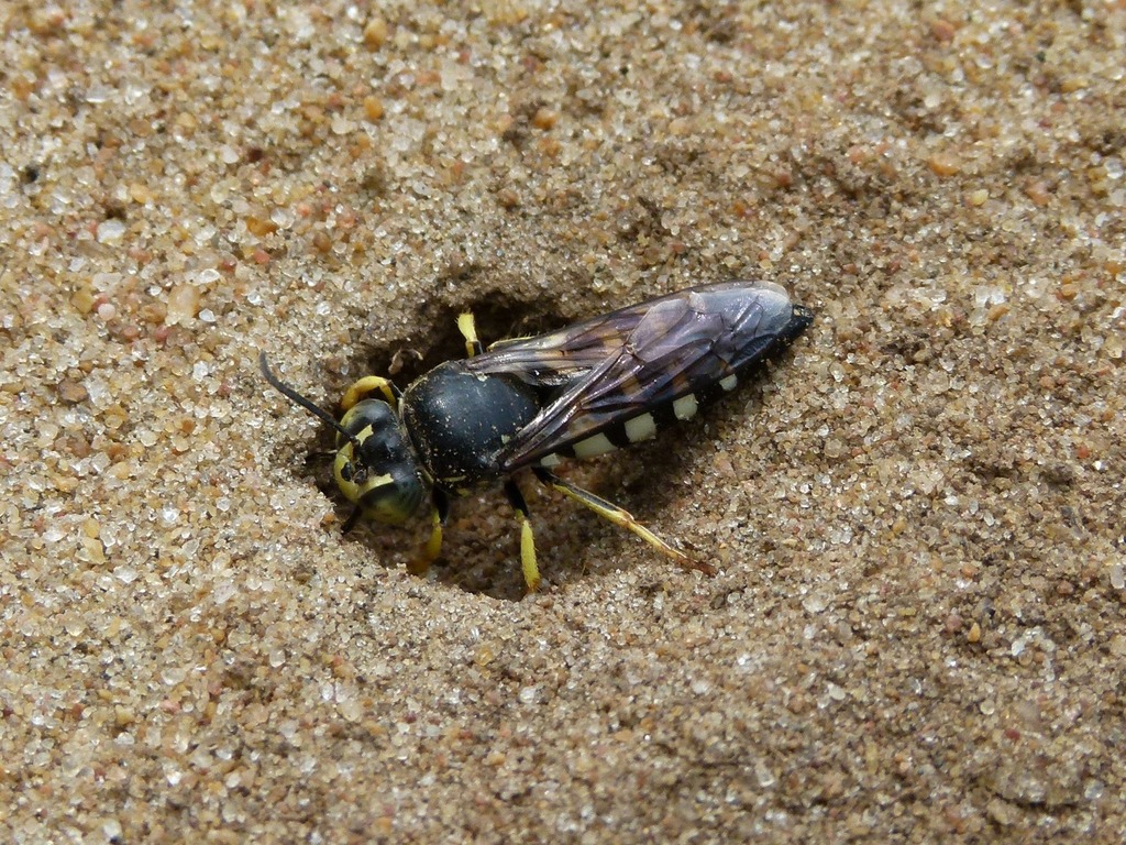 Four-banded Stink Bug Hunter Wasp