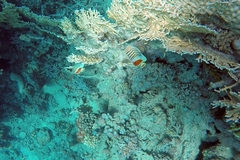 Chaetodon paucifasciatus