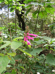 Salvia iodantha