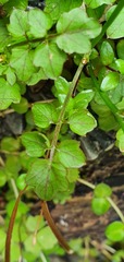 Cardamine dolichostyla