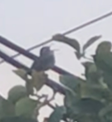 Thryomanes bewickii