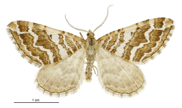 Asaphodes declarata