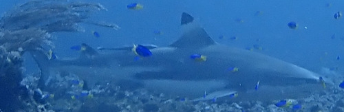 Carcharhinus melanopterus