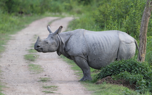 Greater One-horned Rhino
