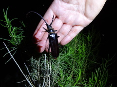 Derobrachus geminatus