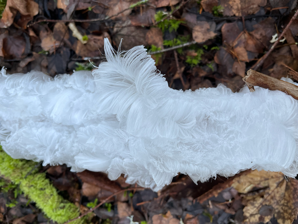 Exidiopsis effusa · December 2025 · photo: © vojtahybl (iNaturalist, cc-by)