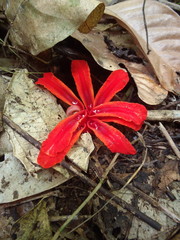 Etlingera megalocheilos