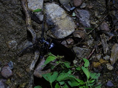 Derobrachus geminatus
