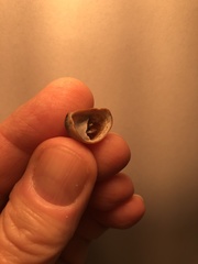 Crepidula onyx