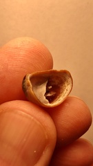 Crepidula onyx