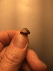 Crepidula onyx