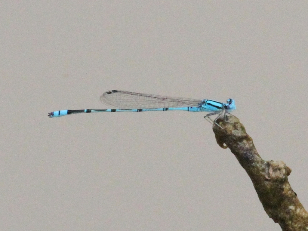 Pseudagrion lalakense (Pseudagrion lalakense)