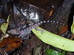 Cyrtodactylus miriensis