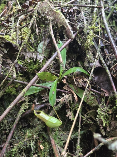 Nepenthes tobaica