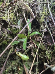 Nepenthes tobaica