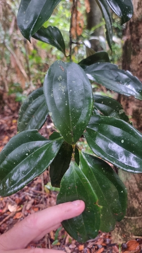 Cryptocarya pleurosperma observed 2025-12-25