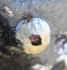 Austromegabalanus nigrescens