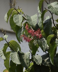 Triplaris americana