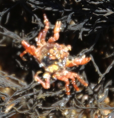 Halicarcinus