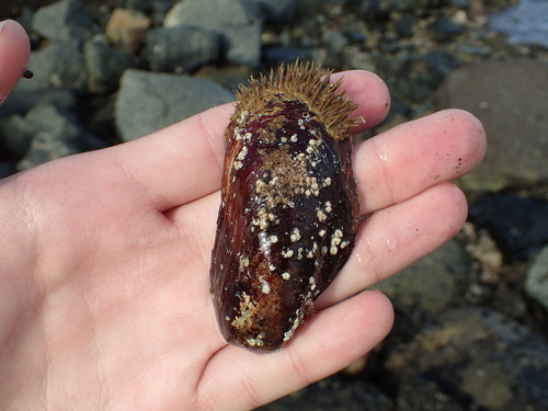 Fat Horse Mussel