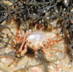 Halicarcinus
