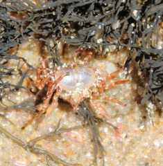 Halicarcinus