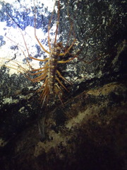 Thereuopoda clunifera