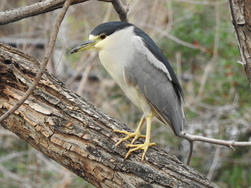 Black-crowned Night Heron photographed in Texas