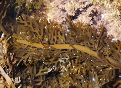 Carpophyllum plumosum