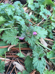 Lamium hybridum
