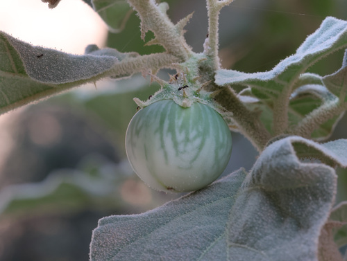 Solanum incanum, photograph 5