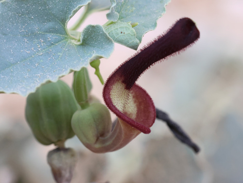 Aristolochia bracteolata, photograph 3