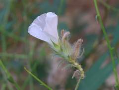 Convolvulus virgatus