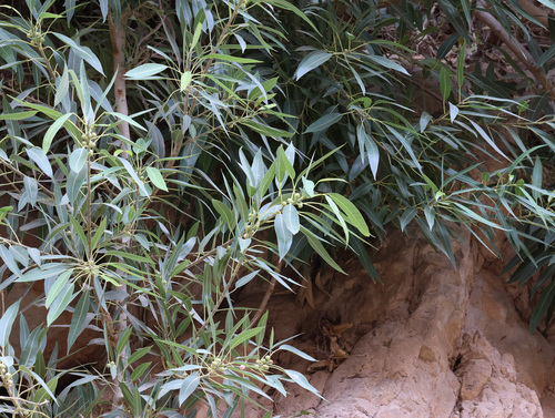 Ficus salicifolia (Ficus salicifolia)